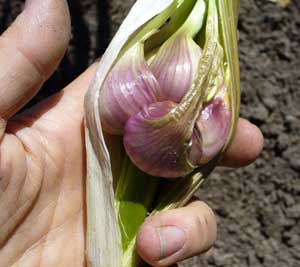 Asian Tempest garlic has large bulbils in its scapes by Susan Fluegel at Grey Duck Garlic