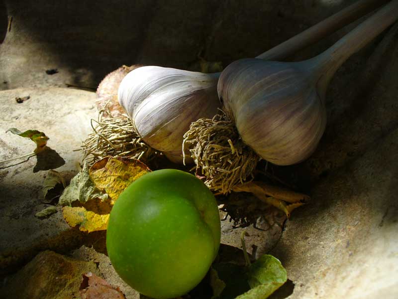 Belarus garlic with green apple by Susan Fluegel at Grey Duck Garlic