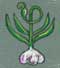 Blue garlic drawing