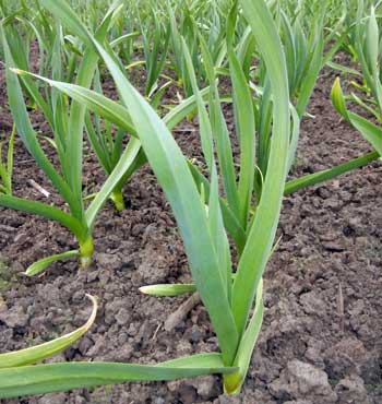 Bogatyr garlic plants by Susan fluegel at Grey Duck Garlic