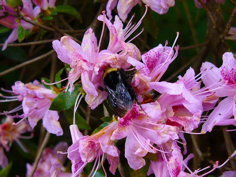 Bumblebee at work on pink azalea flower cluster by Susan Fluegel at Grey Duck Garlic