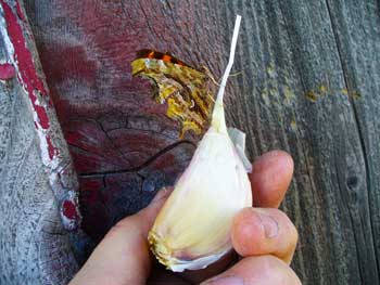 Satyr Angelwing butterfly sits on a garlic clove by Susan Fluegel at Grey Duck Garlic