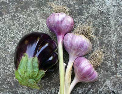 Grey Duck Garlic, Chesnok Red garlic bulbs rest near eggplant