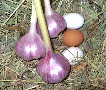 Garlic Planting Chart Shows When to Plant Garlic in Your Climate