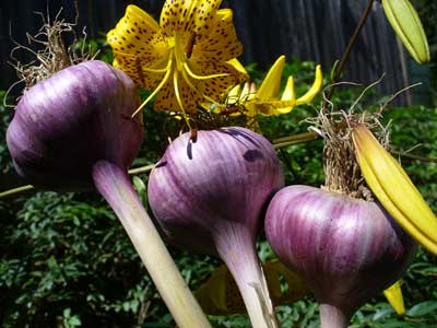 Chesnok Red garlic bulbs with yellow Tiger Lillies by Susan Fluegel at Grey Duck Garlic