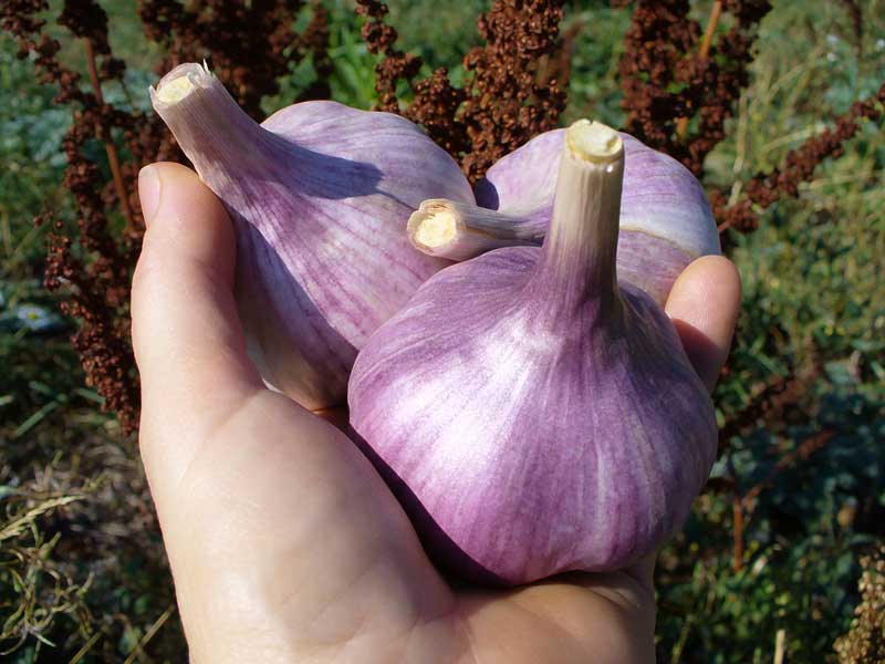 Grey Duck Garlic: Chesnok Red garlic bulbs held in hand