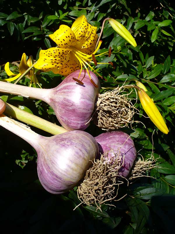 Chesnok Red garlic bulbs with flowers by Susan Fluegel at Grey Duck Garlic