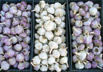 Grey Duck Garlic; three trays of organic garlic sent out to a commercial customer