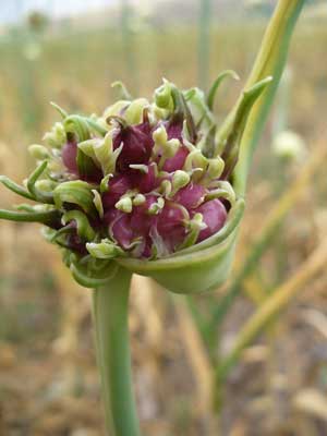 Garlic bulbils by Susan Fluegel at Grey Duck Garlic