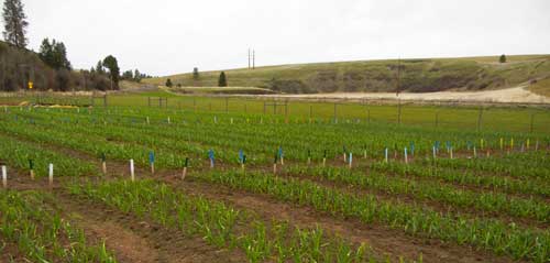 Grey Duck Garlic, garlic field in early April