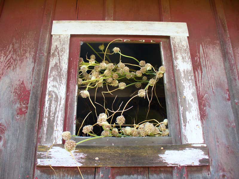 Grey Duck Garlic: Garlic seedheads in barn window