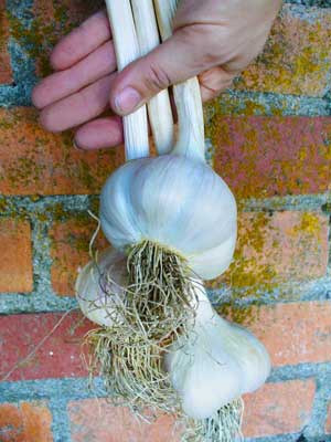 Three Georgian Crystal bulbs by a brick wall by Susan Fluegel at Grey Duck Garlic