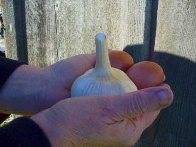 Grey Duck Garlic, German Red garlic bulb