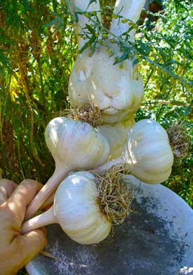 German Red garlic bulbs sitting in rabbit plate by Susan Fluegel at Grey Duck Garlic