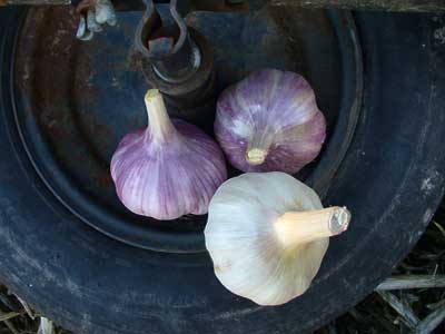 Red and white garlic bulbs in tire by Susan Fluegel at Grey Duck Garlic