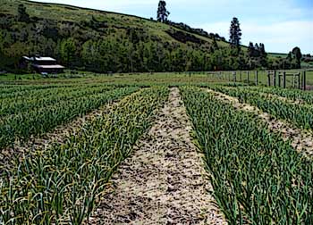 Grey Duck Garlic farm