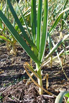 Hardneck garlic ready to harvest by Susan Fluegel at Grey Duck Garlic