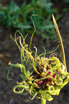 Mature garlic scape by Susan Fluegel at Grey Duck Garlic