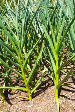 Healthy garlic plants by Susan Fluegel at Grey Duck Garlic