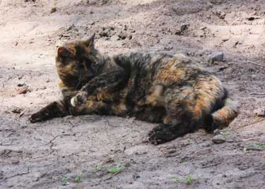 Hissy takes a break in the garlic field by Susan Fluegel at Grey Duck Garlic