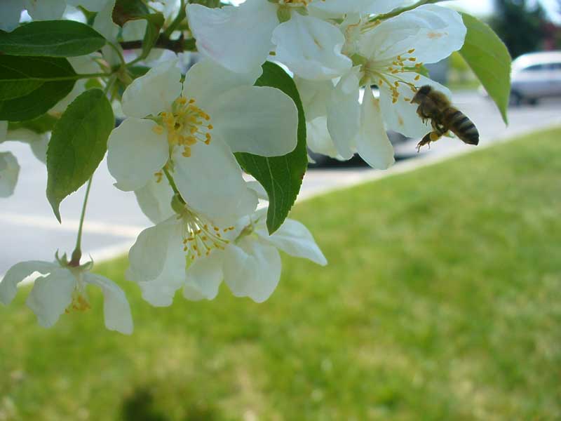 Honeybee worker on crabapple blossoms by Susan Fluegel at Grey Duck Garlic