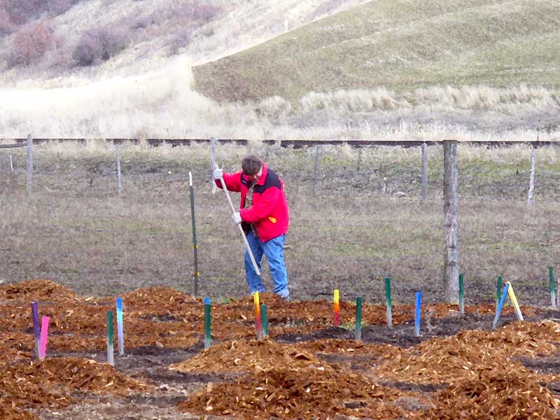 Jane covers garlic with mulch by Susan Fluegel at Grey Duck Garlic