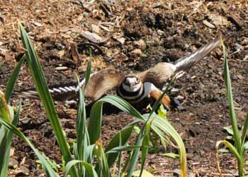 Kildeer parent in garlic field by Susan Fluegel at Grey Duck Garlic 