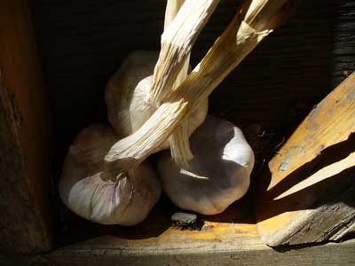 Garlic Growing in the South by Grey Duck Garlic