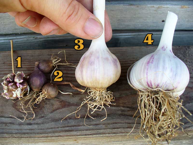 Grey Duck Garlic: Northern Siberian bulbils and bulbs