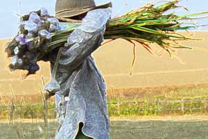 Grey Duck Garlic, Patty carries garlic harvest