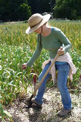 GPatty digs hardneck garlic by Susan Fluegel at Grey Duck Garlic