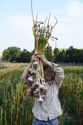 Grey Duck Garlic, Patty shows off a lovely bunch of hardneck Siberian bulbs