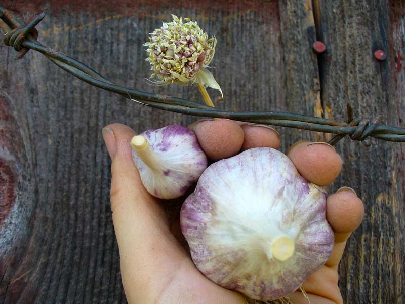 Grey Duck Garlic: Persian Star garlic bulbils and bulbs