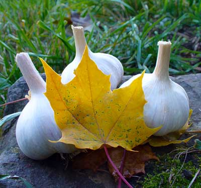 Phillips garlic bulbs behind fall leaf by Susan Fluegel at Grey Duck Garlic