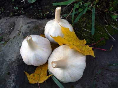 Grey Duck Garlic, Phillips garlic bulbs with yellow fall leaves