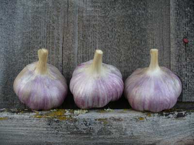 Red Rezan bulbs by the barn by Susan Fluegel at Grey Duck Garlic