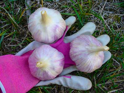 Red Rezan garlic bulb sit on a pink gardening gloves by Susan Fluegel at Grey Duck Garlic