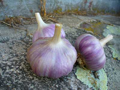 Red Rezan garlic bulbs on rock by Susan Fluegel at Grey Duck Garlic