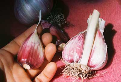 Romanian Red garlic bulbs and clove by Susan Fluegel at Grey Duck Garlic