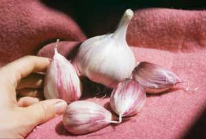 Grey Duck Garlic, Romanian Red cloves