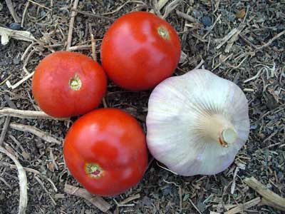 Romanian Red garlic bulb sits with three tomatoes by Susan Fluegel at Grey Duck Garlic