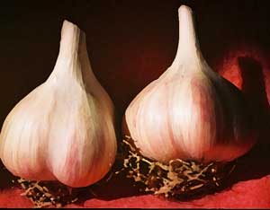 Romanian Red garlic bulbs in red by Susan Fluegel at Grey Duck Garlic
