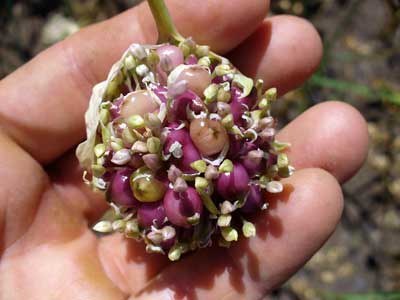 Grey Duck Garlic: Siberian garlic bulbil held in hand