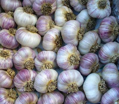 Siberian garlic bulbs with roots in the air by Susan Fluegel at Grey Duck Garlic