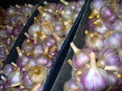 Siberian garlic bulbs are better by the box by Susan Fluegel at Grey Duck Garlic