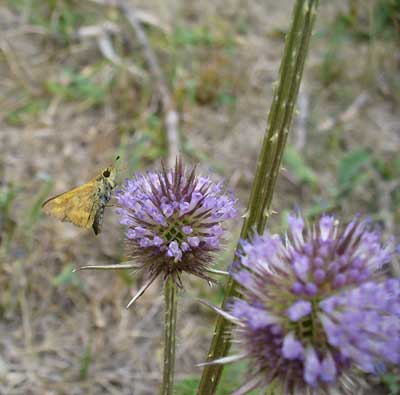 Skipper feeds on native plants by Susan Fluegel at Grey Duck Garlic