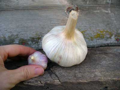 GHow to grow a giant garlic bulb by Susan Fluegel at Grey Duck Garlic