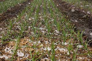 Snow on garlic