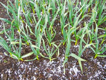 Grey Duck Garlic, snow falls on garlic in April