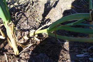 Softneck garlic ready to harvest by Susan Fluegel at Grey Duck Garlic